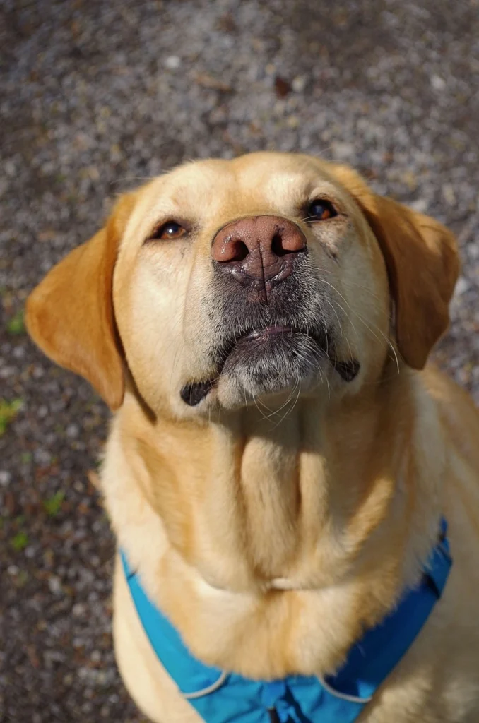 Dudley Labrador Retriever