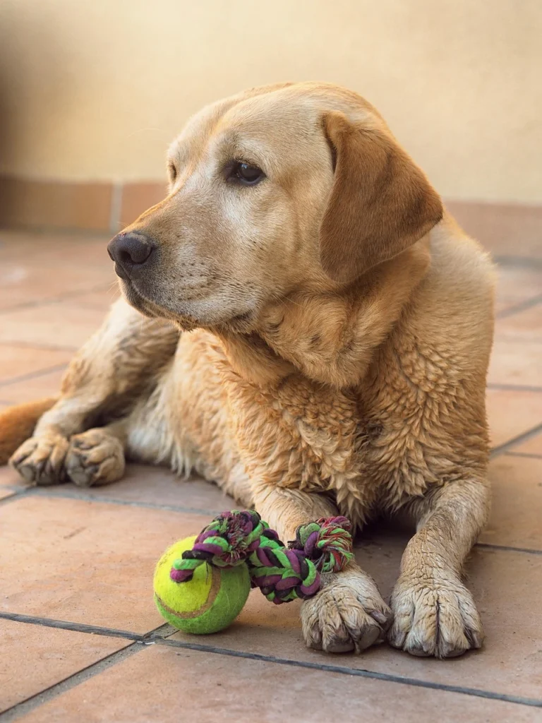 Dudley Labrador Retriever