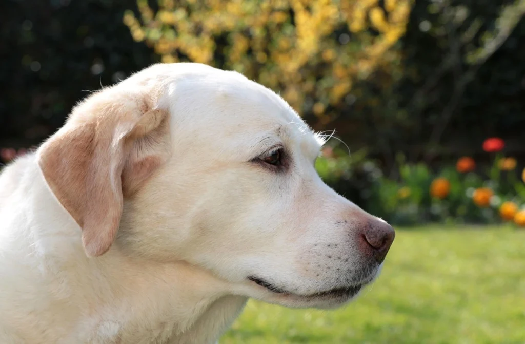 Dudley Labrador Retriever