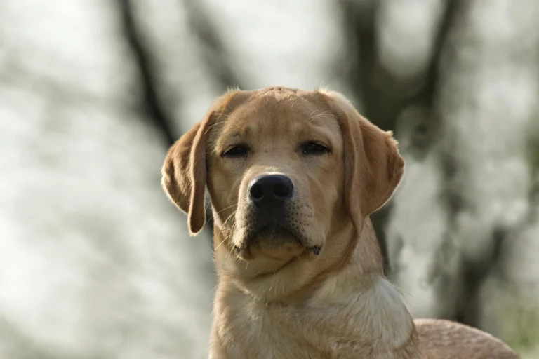 Dudley Labrador Retriever
