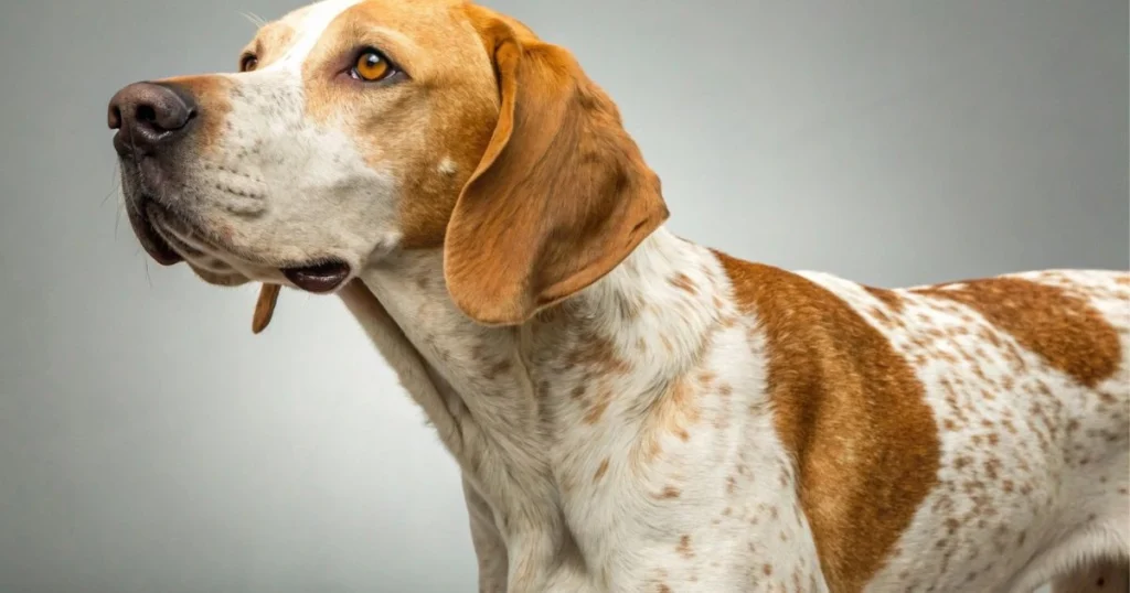 english pointer lab mix