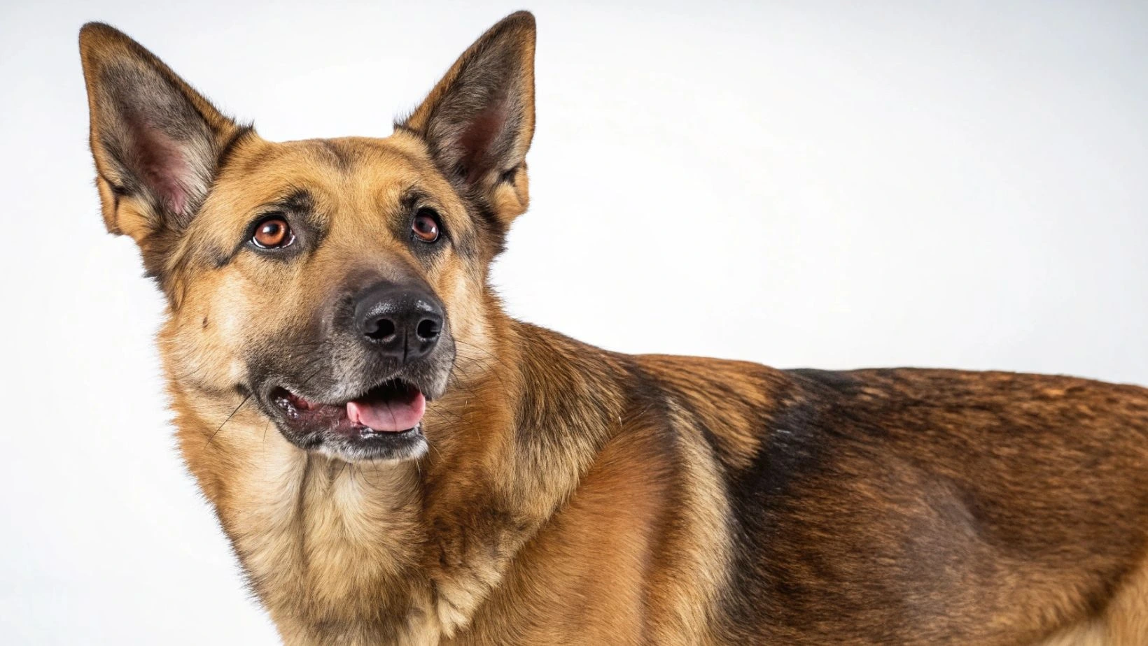 german shepherd lab mix