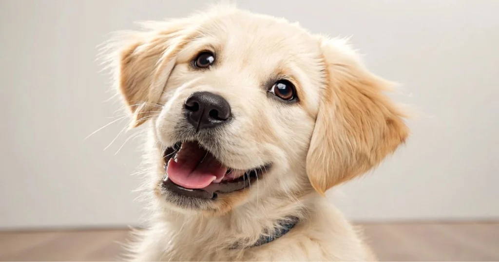labrador dotson mix