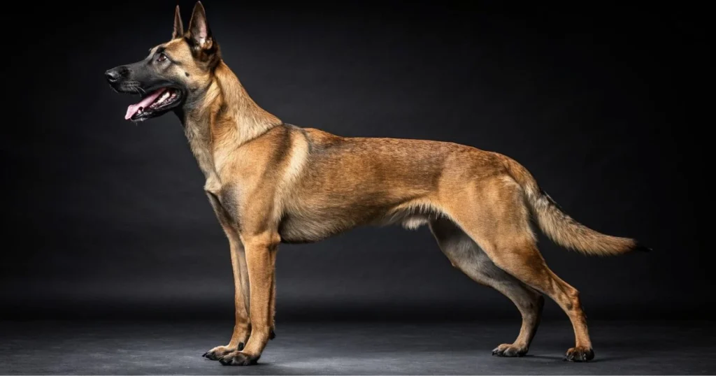 labrador mix belgian malinois