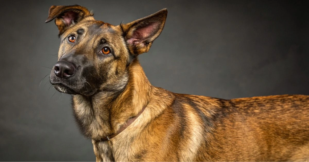 labrador mix belgian malinois
