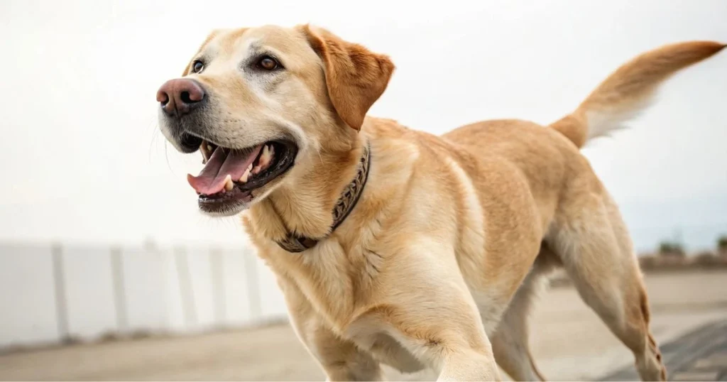 labrador dotson mix