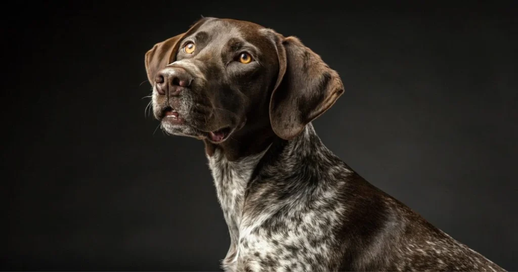 german shorthaired pointer lab mix