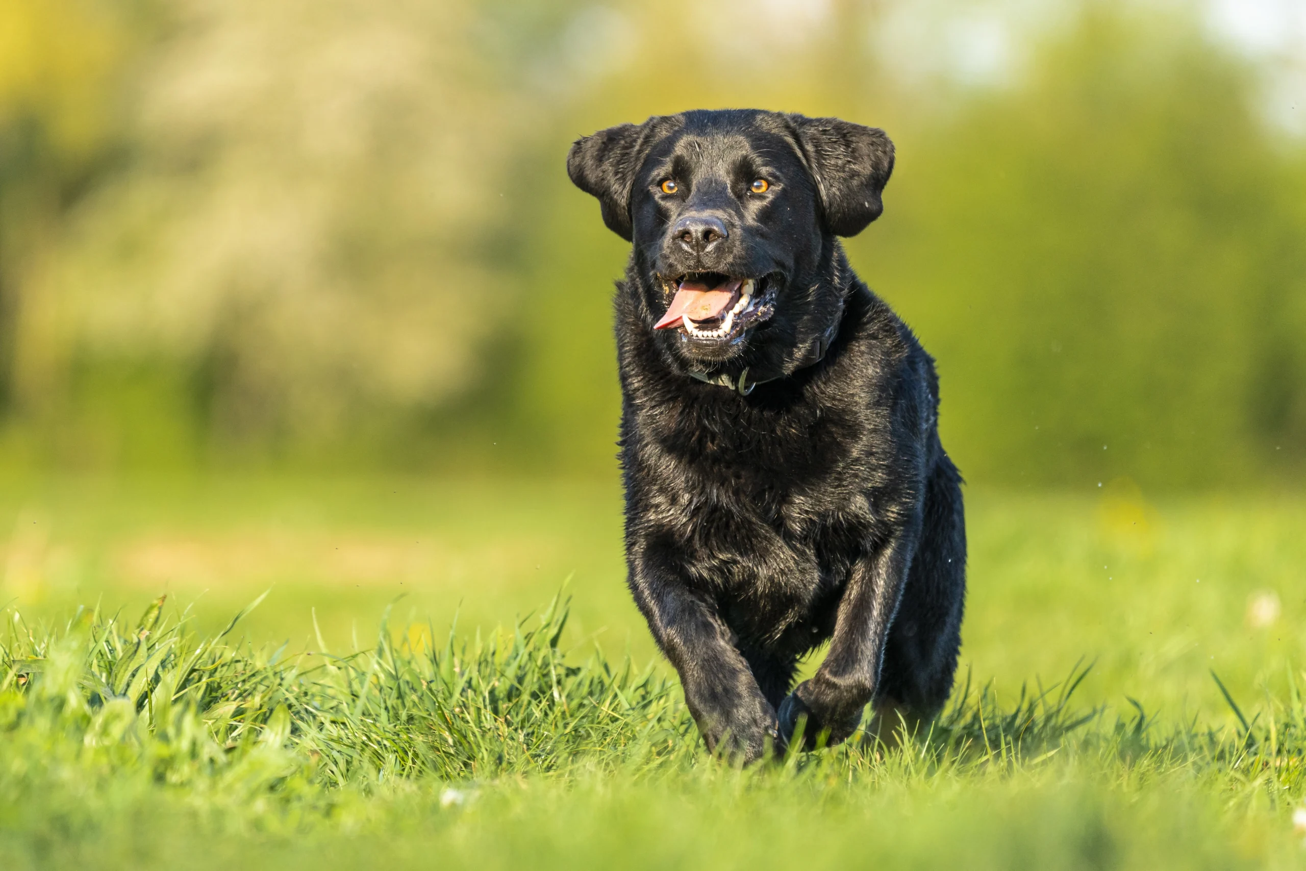 labrador mix with dachshund