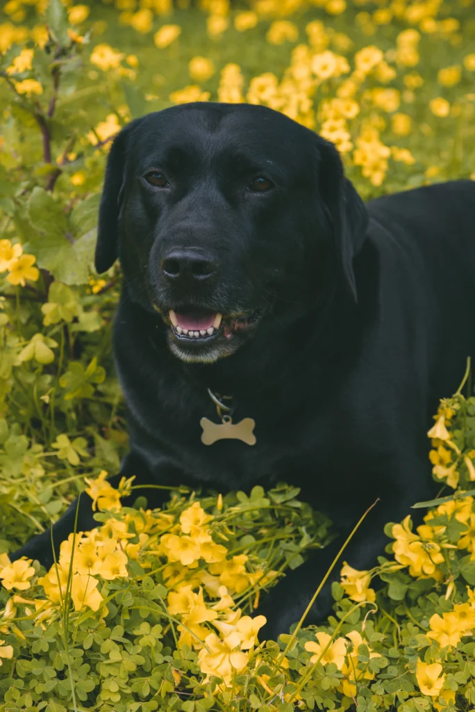 labrador mix with dachshund