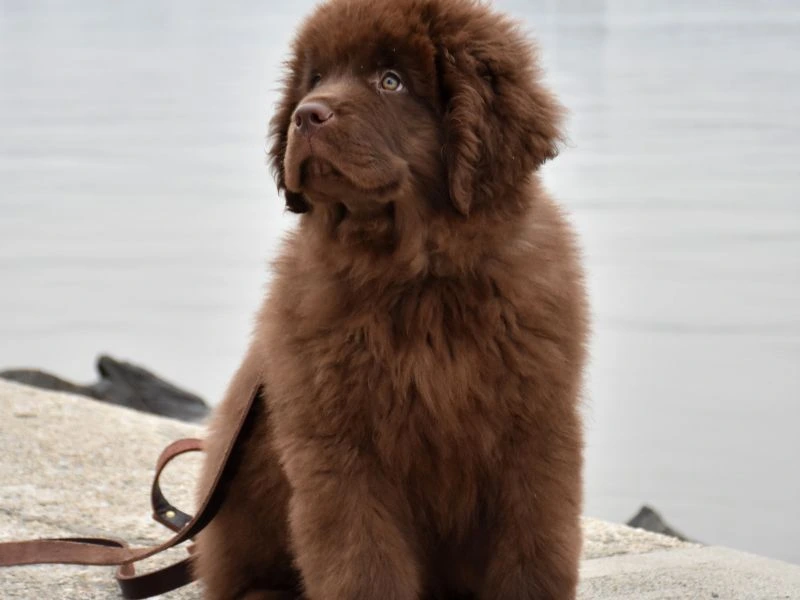 chesapeake bay retriever puppies