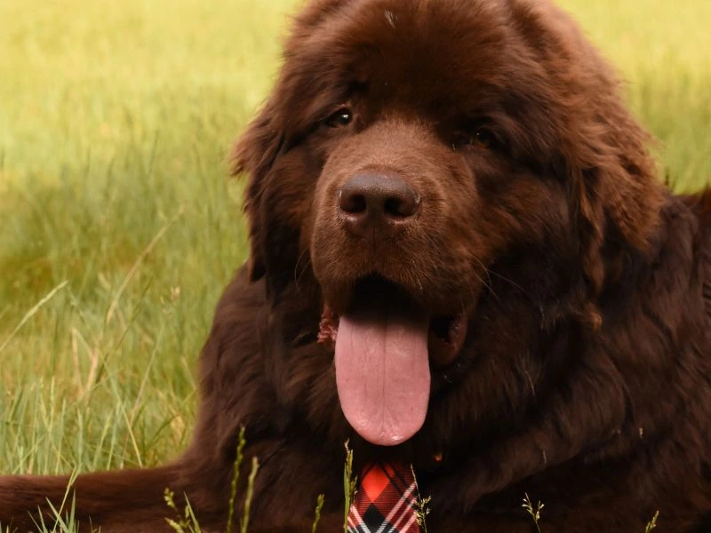 chesapeake bay retriever puppies