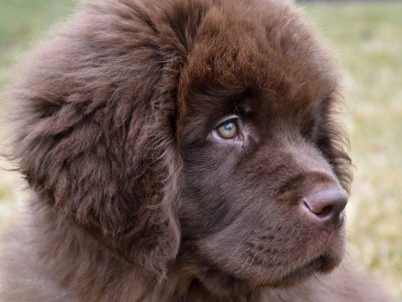 chesapeake bay retriever puppies