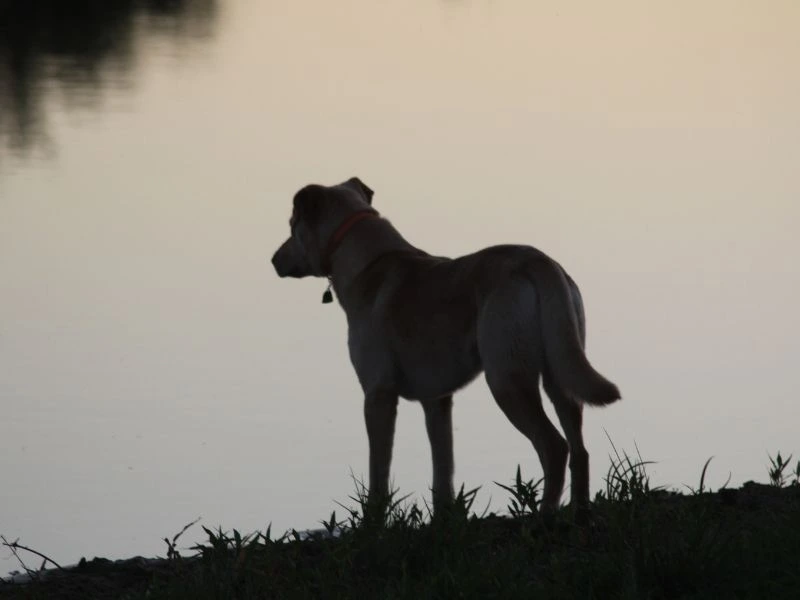 Pictures of Silver Labs at Every Life Stage