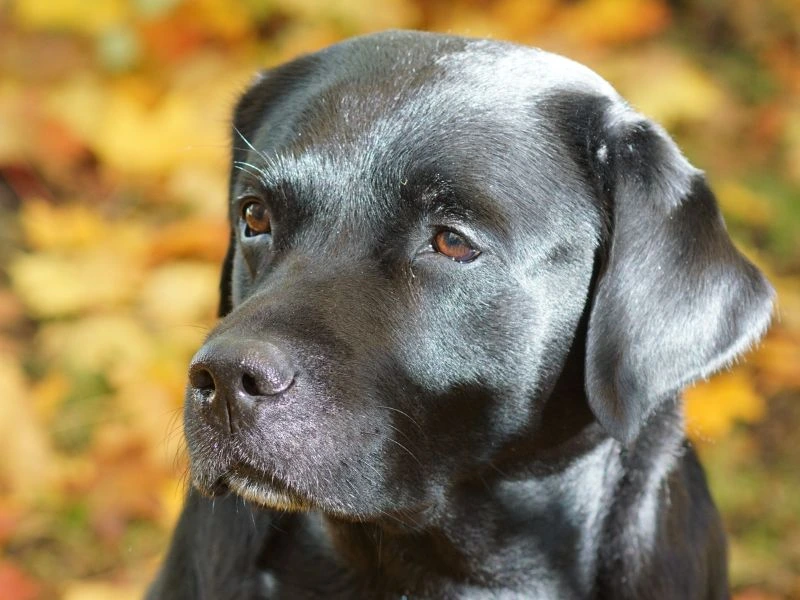 Pictures of Silver Labs at Every Life Stage