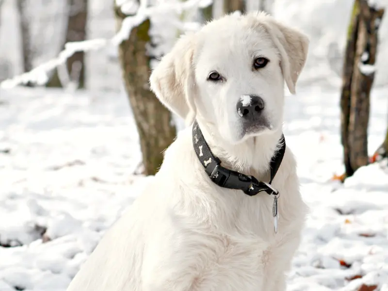 great pyrenees lab mix puppies
