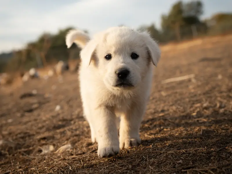 great pyrenees lab mix puppies