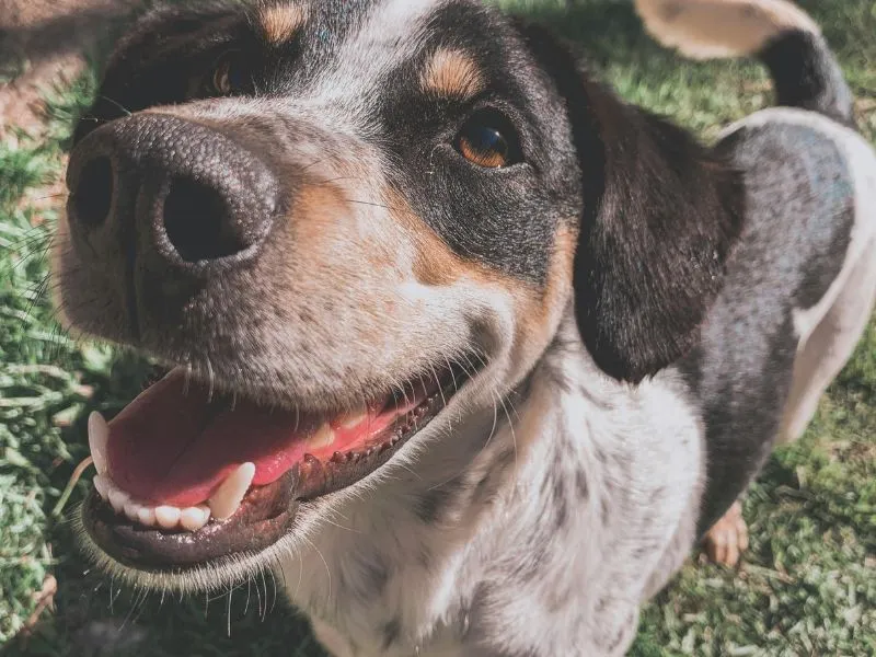 australian cattle dog and labrador retriever mix
