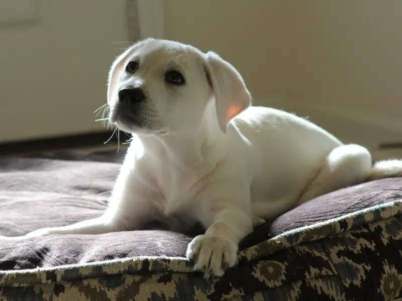 great pyrenees lab mix puppies