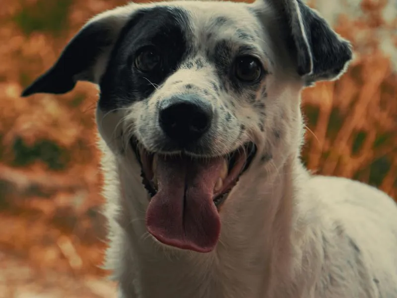 australian cattle dog and labrador retriever mix