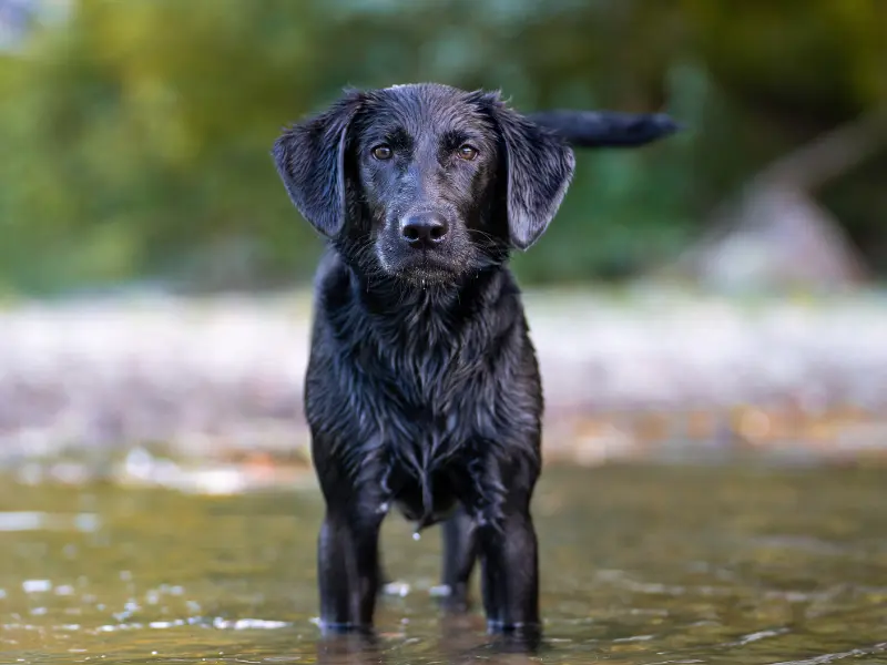 great pyrenees lab mix puppies