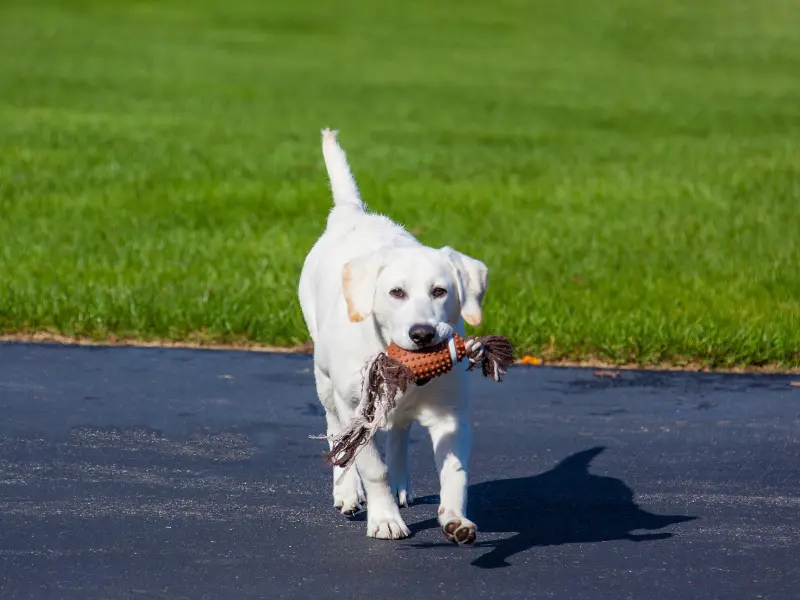 great pyrenees lab mix puppies