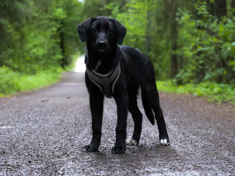 great pyrenees lab mix puppies