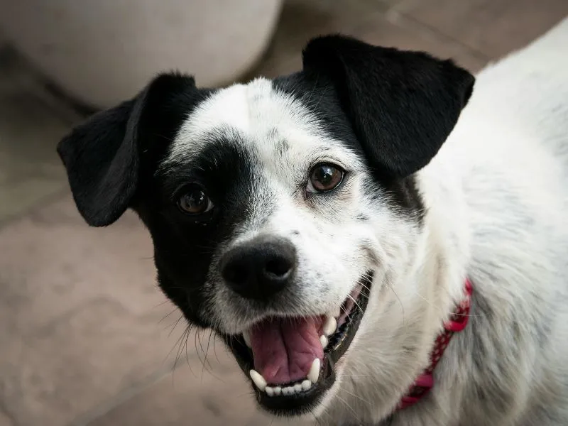 Family Compatibility and Lifestyle Fit