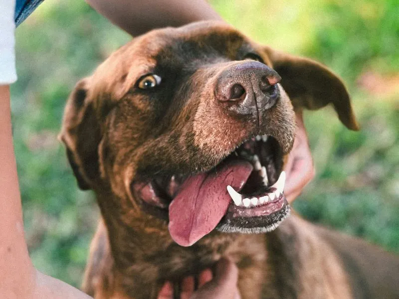 Exercise Needs of the Australian Cattle Dog and Labrador Retriever Mix