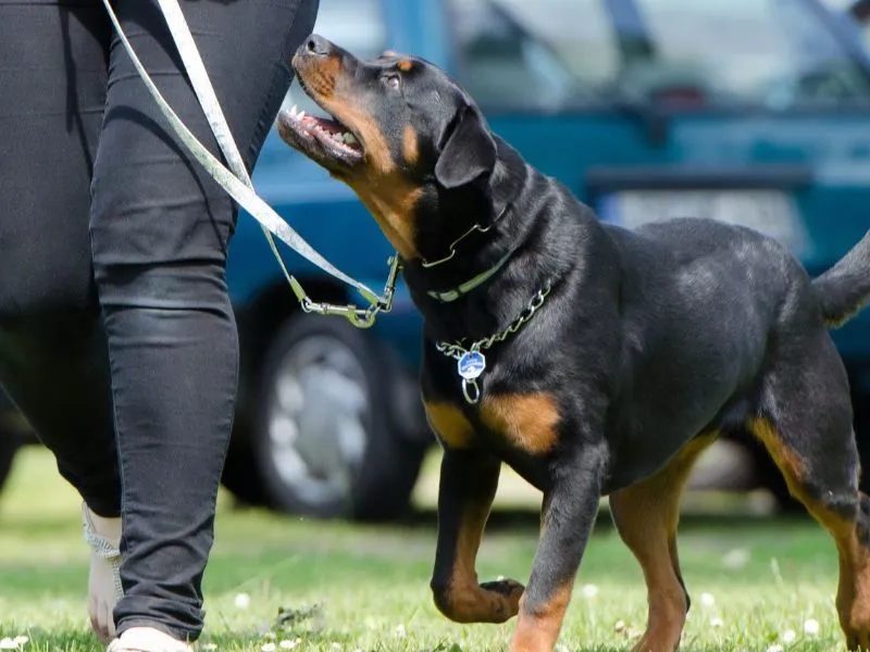mix labrador rottweiler