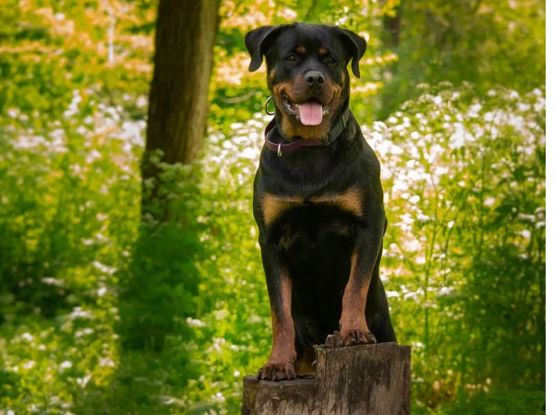 mix labrador rottweiler