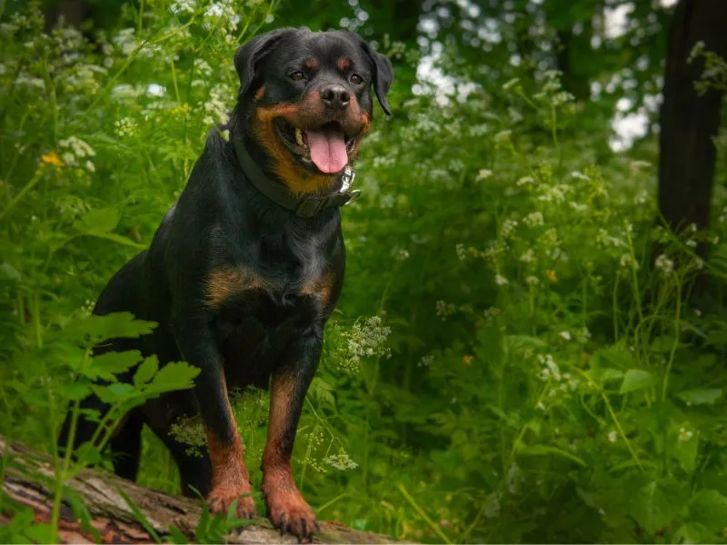 mix labrador rottweiler