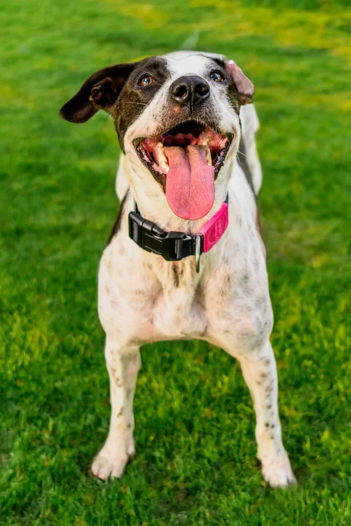 australian cattle dog and labrador retriever mix